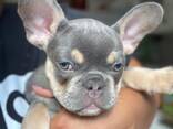 Französische Bulldoggenwelpen - photo 3