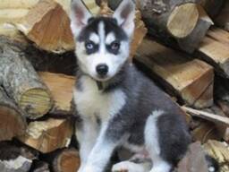 10 Wochen alte Siberian Husky Welpen
