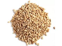 Gerstenkörner Premium Gerstensaat / Futtergerste