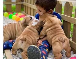 100% reinrassige englische Bulldoggen Welpen