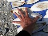 2023 Hot Sale Cuttlefish Bones Dried cuttlefish bone Cuttle fish bone - photo 1