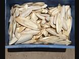 2023 Hot Sale Cuttlefish Bones Dried cuttlefish bone Cuttle fish bone - photo 2