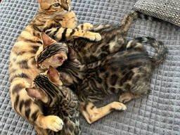 3 bengal kitten