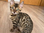 3 bengal kitten - фото 2