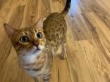 5 wunderschöne Bengal-Kätzchen verfügbar – 3 Kater und 2 Kätzinnen! - фото 3