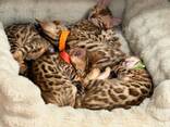 5 wunderschöne Bengal-Kätzchen verfügbar – 3 Kater und 2 Kätzinnen! - фото 4