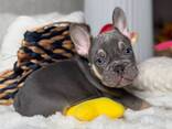 KC Frenchies - photo 2