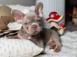 KC Frenchies - photo 3