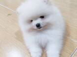 Wunderschöne, 12 Wochen alte Spitz-Pomeranian-Welpen suchen ein neues Zuhause. Rüde und Hü - фото 3