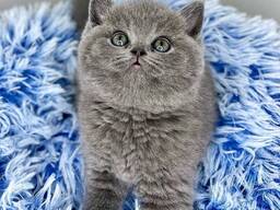Adorable 10-Week-Old British Shorthair Kittens for Sale
