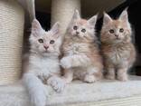 Adorable 10-Week-Old Maine coon Kittens for Sale - photo 2