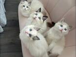 Adorable 10-Week-Old Ragdoll Kittens for Sale - photo 3