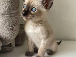 Adorable 10-Week-Old Siamese Kittens for Sale
