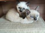 Adorable 10-Week-Old Siamese Kittens for Sale - photo 3