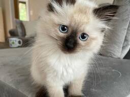 Adorable 10-Week-Old Siamese Kittens for Sale