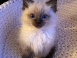 Adorable 10-Week-Old Siamese Kittens for Sale - photo 1