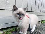 Adorable 10-Week-Old Siamese Kittens for Sale - photo 2