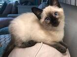 Adorable 10-Week-Old Siamese Kittens for Sale - photo 3