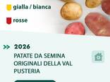 Agritura – Patate da Seme Professionali e Calce per Terreni Ricchi e Produttivi - фото 1
