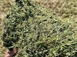 Alfalfa-Heu als Tierfutter - фото 1