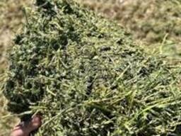Alfalfa-Heu als Tierfutter
