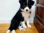 Intelligenter Border Collie-Welpe - фото 1