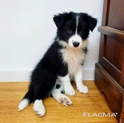 Intelligenter Border Collie-Welpe