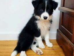 Intelligenter Border Collie-Welpe