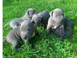 American Blue-Line Pit Bull Terrier Welpen