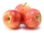 Apples, Fuji and Gala apples, Best wholesale market price - фото 6