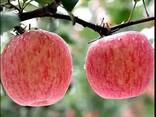 Apples, Fuji and Gala apples, Best wholesale market price - фото 2