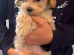 Ausgebildete Maltipoo-Welpen