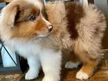 Australian Shepherd puppies - photo 1