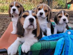 Wunderschöne Beagle-Welpen