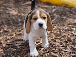 Прекрасные щенки бигля - фото 3