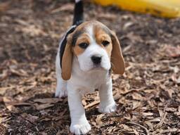 Продаются великолепные щенки бигля