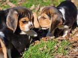 Продаются очаровательные щенки бигля - фото 3