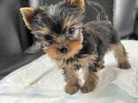 Beautiful Yorkshire Terrier Puppy - фото 1