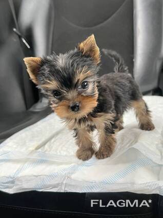 Beautiful Yorkshire Terrier Puppy