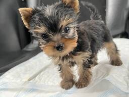Beautiful Yorkshire Terrier Puppy
