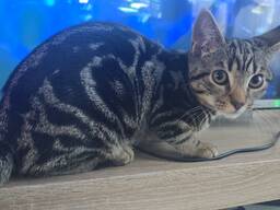 Bengalische Katze sucht neues Zuhause