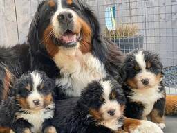 Berner Sennenhundwelpen