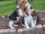 Wunderschöne Beagle-Welpen. - фото 2