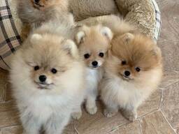 Bezaubernde Pomeranian-Welpen suchen ein liebevolles Zuhause