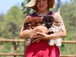 Bezaubernde Pomeranian-Welpen zu verkaufen - фото 3