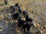 Bezaubernder, 8 Wochen alter Labrador-Welpen sucht ein liebevolles Zuhause! - photo 2
