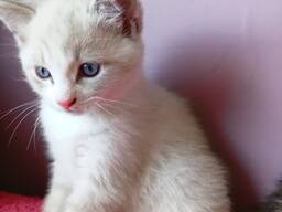 Bezauberndes Ragdoll-Kätzchen zu verkaufen