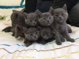 Британские короткошерстные котята (BHK)x