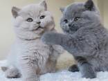 Британские короткошерстные котята (BHK)x - photo 1