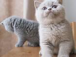 Британские короткошерстные котята (BHK)x - photo 2